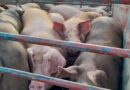 Porcinocultores aseguran abastecimiento de cerdo para fin de año